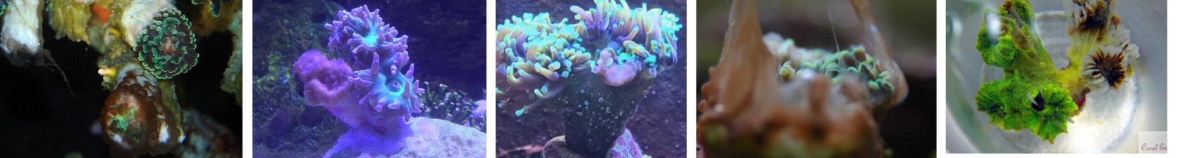 Image of corals with Brown Jelly Disease